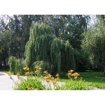 Ива плакучая (белая) | Купить саженцы в питомнике Мир Садовод, Крым