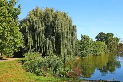 Ива плакучая (Salix babylonica) - Питомник роз