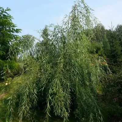 Ива Плакучая Классика