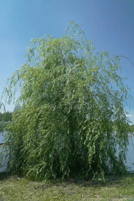 Ива плакучая