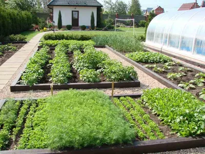 Планировка огорода и расположение грядок | Огородовед.com | Дзен