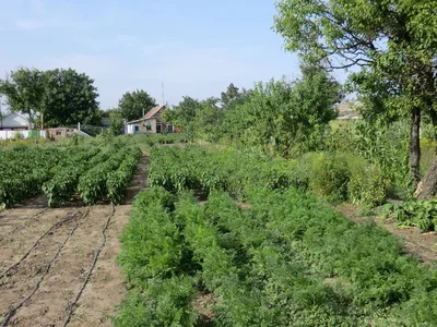 Планировка сада - варианты схем расположения плодовых деревьев и кустарников