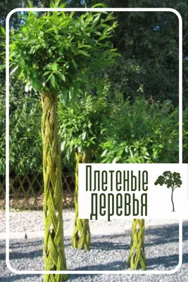 Плетение живых беседок из ивы | Блог самостройщика | Дзен