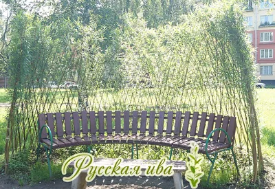 Плетеные деревья из ивы | Дерево, Садоводство, Кустарники