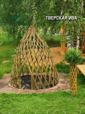 Лозоплетение: черенки сортовой ивы для плетения корзин