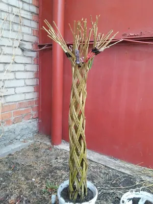 Ива Плетеная