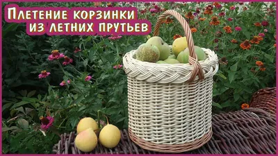 Что такое живые плетеные деревья?