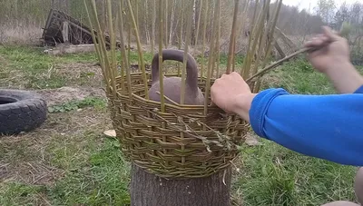 Плетение корзин из лозы - YouTube