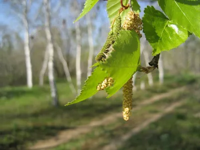 Листья и плоды березы на хворостине Стоковое Изображение - изображение  насчитывающей пуща, яркое: 148073215