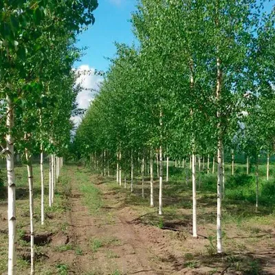 Береза пушистая (Betula Pubescens) по цене от 48000 купить саженцы из  питомника ЦентроСад | Гарантия, посадка и уход