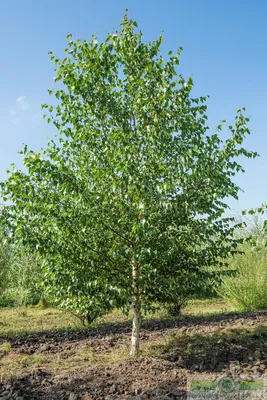 Береза бородавчатая (Betula pendula) | Ракита. Питомник растений