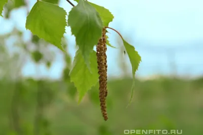 Картина природы, тонкие березы, …» — создано в Шедевруме