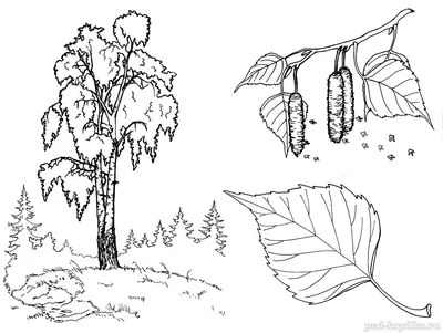 Раскраска. Плоды и листья берёзы. Раскраски для детей дошкольного возраста  на тему: Деревья и листья