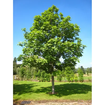 Плоды Fraxinus Ornus Манна Ясень стоковое фото ©gsafarek 480932094