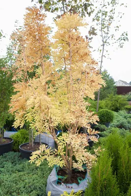 Ясень маньчжурский Fráxinus mandshurica Rupr.