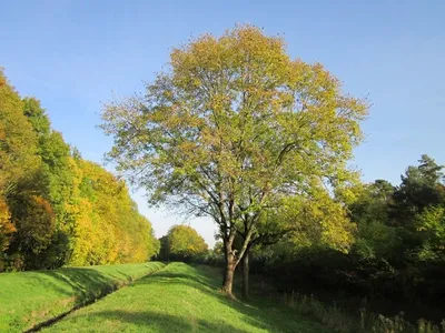 boho_forest_art - Практики давно используют магические свойства дерева ясень,  чтобы развить дар ясновидения, узнать собственное предназначение и найти  решение из безвыходных ситуаций. Зачастую используются листья, кора и плоды.  Ясень любит одержимых идеей