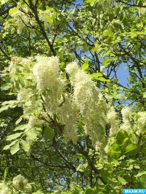 Fraxinus. Ясень (Максим Варт) / Стихи.ру