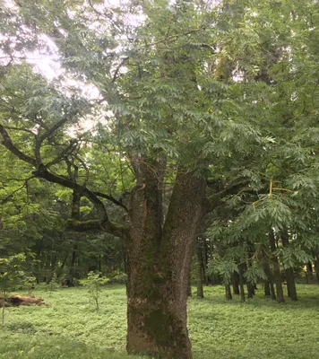 Ясень обыкновенный (Fraxinus excelsior) | Ракита. Питомник растений
