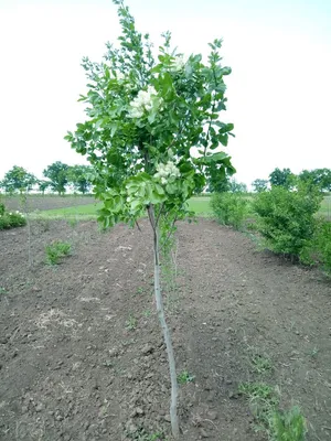 Pendula