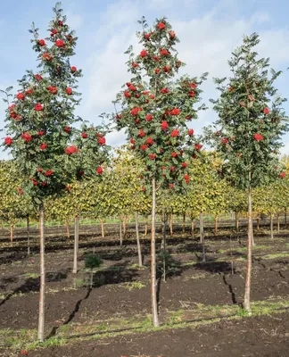 Ясень обыкновенный \"Fraxinus excelsior\" купить по цене 1200 рублей от  питомника саженцев и растений Центросад | Фото и консультация по уходу