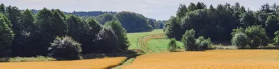 Ясень | Породы дерева | Пиломатериалы