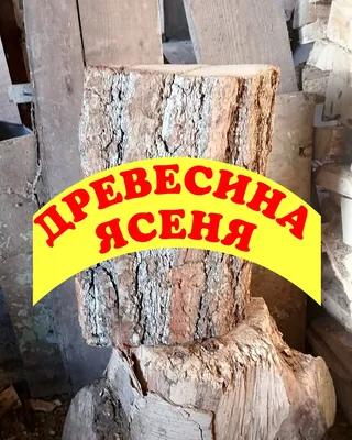 Ясень | Лиственные деревья | Каталог растений | CАДиК