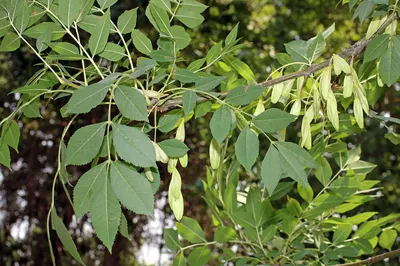 Ясень маньчжурский Fráxinus mandshurica Rupr.