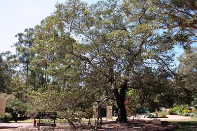 Ясень пенсильванский, fraxinus pennsylvanica