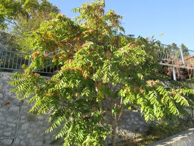 Ясень обыкновенный (Fraxinus excelsior): купить саженцы в Екатеринбурге в  питомнике по цене 16500.00 Р