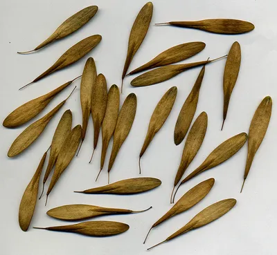 Fraxinus pennsylvanica - Изображение особи - Плантариум