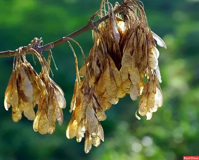 Ясень обыкновенный 'Aypea' – купить в питомнике Chelsea Garden
