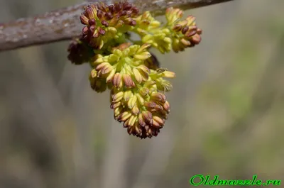 Fraxinus. Ясень (Максим Варт) / Стихи.ру