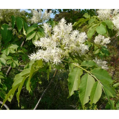 Ясень маньчжурский Fráxinus mandshurica Rupr.