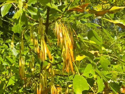 Плоды Fraxinus Ornus Манна Ясень стоковое фото ©gsafarek 480932094