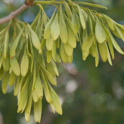 Плоды ясеня клена и липы (Большое количество фото) - treepics.ru