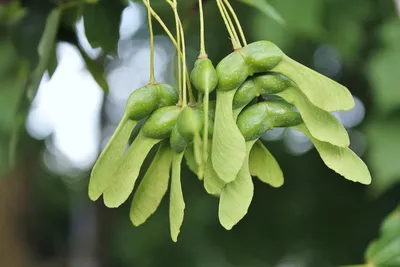 Ясень обыкновенный, Faxinus excelsior
