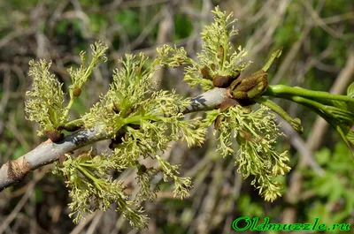 Зеленые ягоды Americanum Zanthoxylum перчат Сычуани, колючая ясень колючее  дерево с колючими ветвями Стоковое Фото - изображение насчитывающей ягод,  сад: 197781110