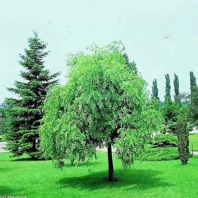 Ясень маньчжурский Fráxinus mandshurica Rupr.