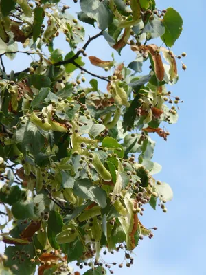 Липа мелколистная (Tilia cordata) и липа крупнолистная (T. platyphyllos) |  Декоративные древесные растения для Сибири | Дзен