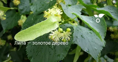 Липа мелколистная (Tilia cordata)