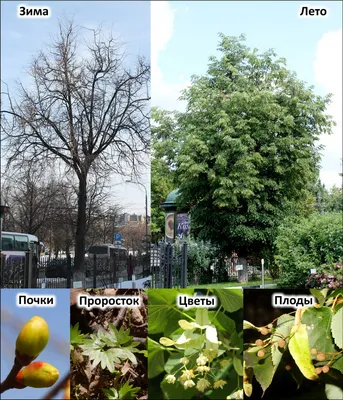 Tilia platyphyllos - Изображение особи - Плантариум