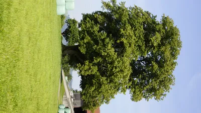 Липа американская, tilia americana