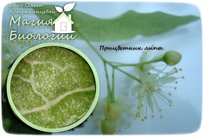 ЭкоТропа Дарвиновского музея