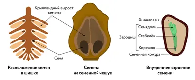 Плоды хвойных деревьев (58 фото) »