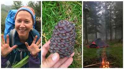 Наблюдение: Pinus wallichiana A.B.Jacks. (Alberto Sala 12 авг. 2022 г.)  World flora - Pl@ntNet identify