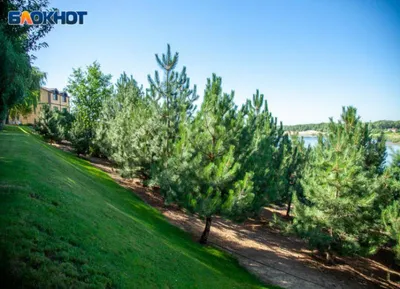 Наблюдение: Pinus sylvestris L. (Andrzej Konstantynowicz 16 сент. 2023 г.)  World flora - Pl@ntNet identify