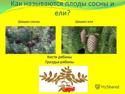 Сосна жёлтая, или Пондероза — доступная экзотика для средней полосы.  Особенности выращивания. Фото — Ботаничка