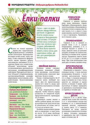 Кедр или сосна? Как отличить одно от другого, и почему кедровые орешки на  самом деле не орешки | Полярная крачка | Дзен