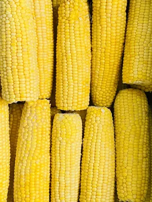 Правила и сроки уборки кукурузы на зерно в початках с полей – m-mts.ru ММТС  Колос