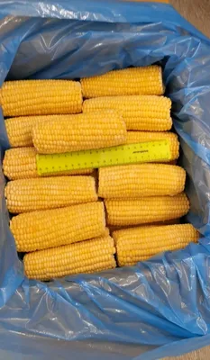 Кукуруза сладкая в початках \"Бондюэль\" (Индия), 12 кг — купить в Иркутске  по цене 330 ₽ в магазине ETexpress с доставкой